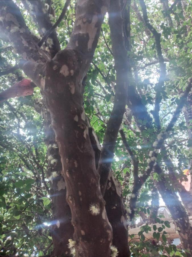 Hostel Jabuticaba เบโลโอรีซอนชี ภายนอก รูปภาพ